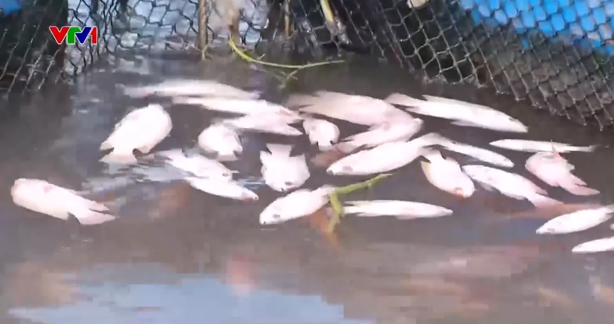 Đánh bắt thủy sản bằng điện và thả thuốc tôm làm cá lồng bè ở Cần Thơ chết hàng loạt - Ảnh 2.