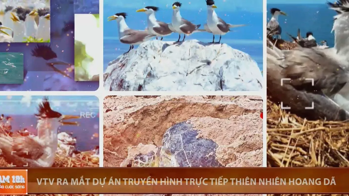VTV ra mắt dự án truyền hình trực tiếp thiên nhiên hoang dã- Ảnh 1. VTV ra mắt dự án truyền hình trực tiếp thiên nhiên hoang dã- Ảnh 1.
