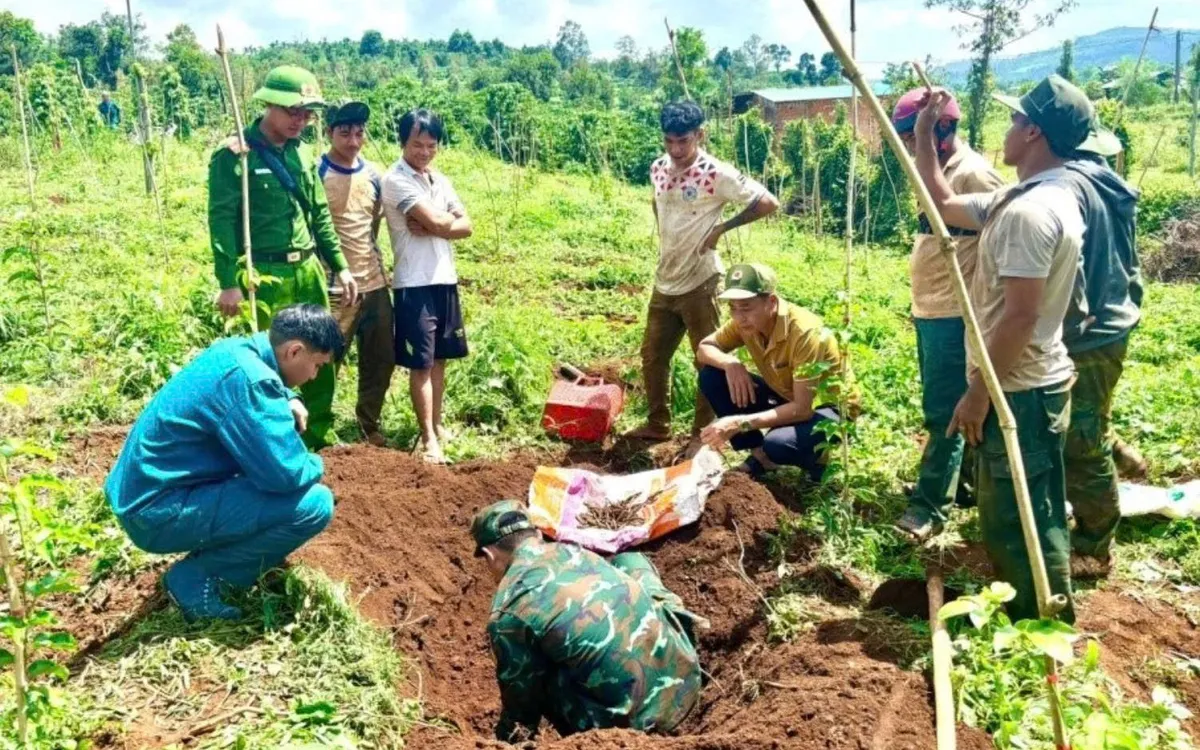 Lâm Đồng phát hiện hơn 1.100 viên đạn khi đào hố trồng cà phê.