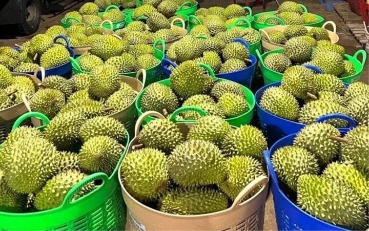 Giá sầu riêng lao dốc, nhà vườn miền Tây chật vật tìm đầu ra- Ảnh 1. Giá sầu riêng lao dốc, nhà vườn miền Tây chật vật tìm đầu ra- Ảnh 1.