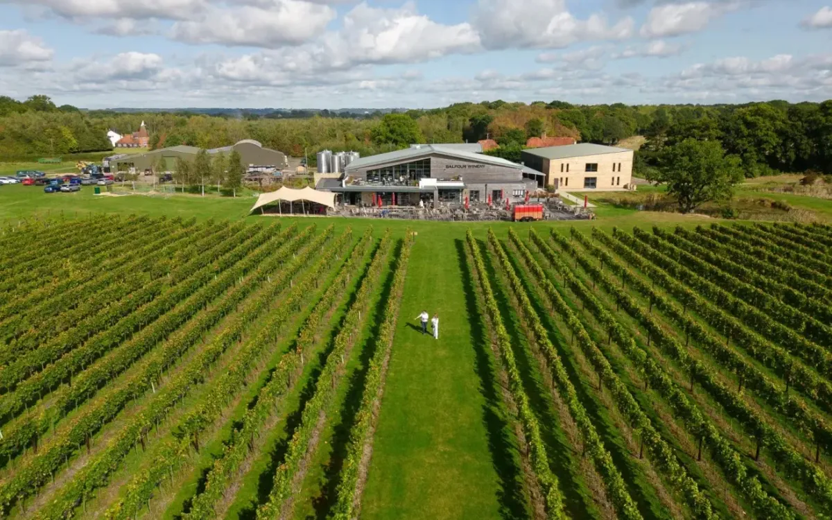 Vùng trồng nho Balfour tại hạt Kent, Anh. (Ảnh: Balfour/Decanter World Wine Awards)