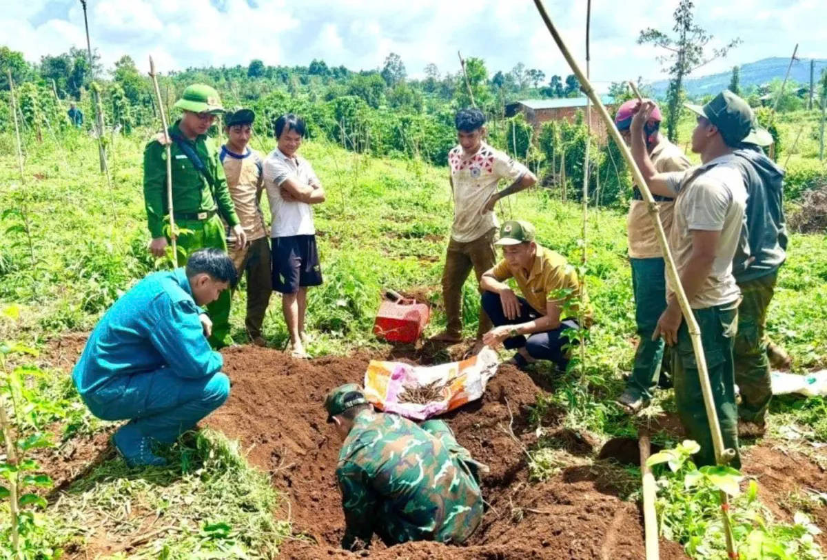L&acirc;m Đồng: Ph&aacute;t hiện hơn 1.100 vi&ecirc;n đạn khi đ&agrave;o hố trồng c&agrave; ph&ecirc;- Ảnh 2.