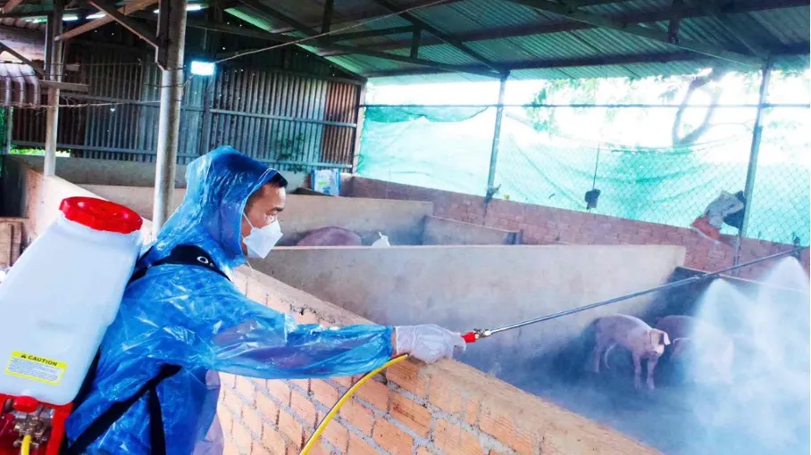 Ti&ecirc;u hủy đ&agrave;n lợn nhiễm dịch tả lợn ch&acirc;u Phi tại phường Đ&ocirc;ng Gia Nghĩa, L&acirc;m Đồng- Ảnh 3.