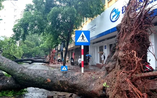 Cây đổ trong mùa mưa, bão tại Hà Nội. Ảnh: Công an TP Hà Nội
