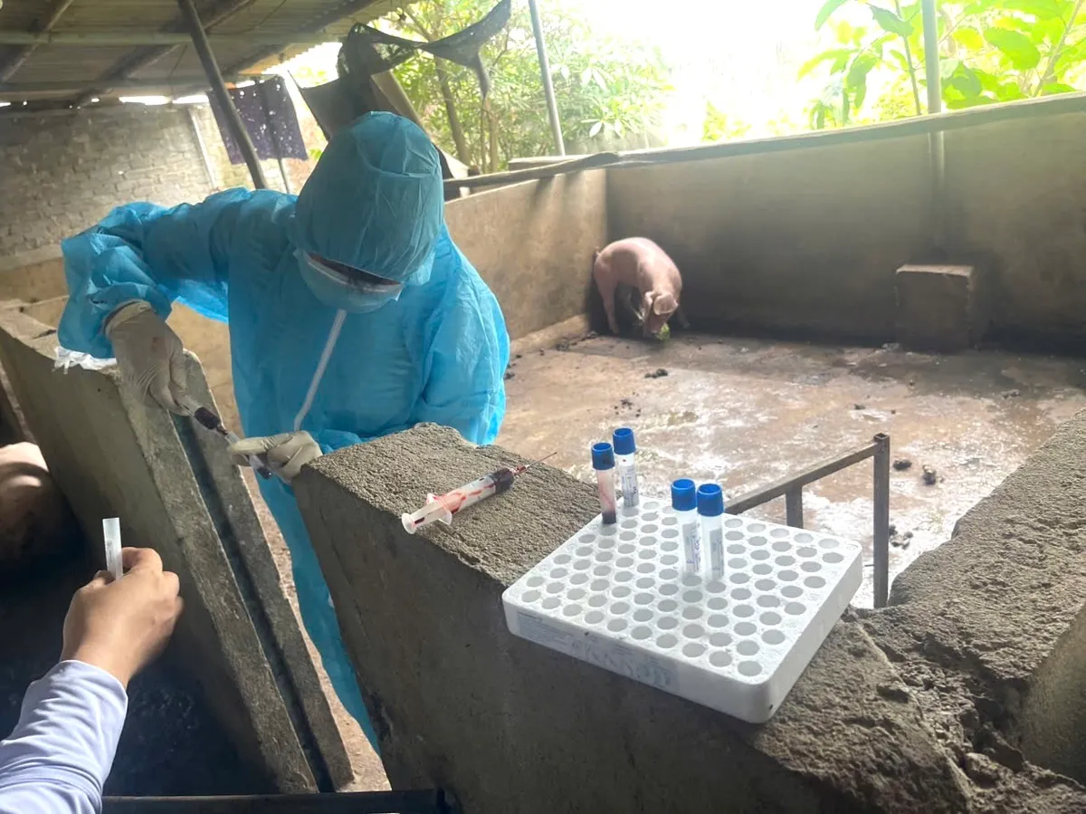 Khởi tố 3 đối tượng thu mua lợn mắc dịch tả lợn ch&acirc;u Phi để giết mổ, ti&ecirc;u thụ- Ảnh 3.