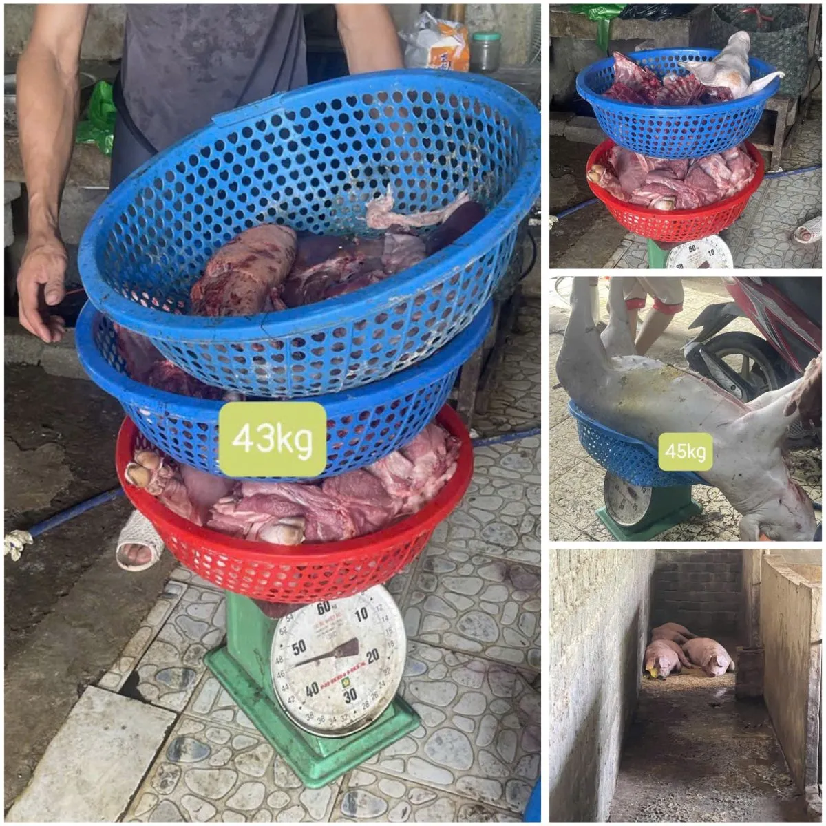 Khởi tố 3 đối tượng thu mua lợn mắc dịch tả lợn ch&acirc;u Phi để giết mổ, ti&ecirc;u thụ- Ảnh 4.