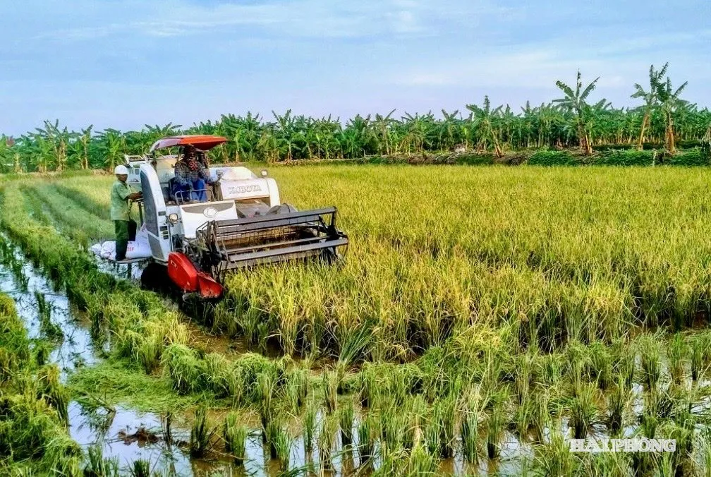 Thu l&atilde;i tới 500 triệu đồng/ha rươi, c&aacute;y kết hợp l&uacute;a hữu cơ
- Ảnh 1.