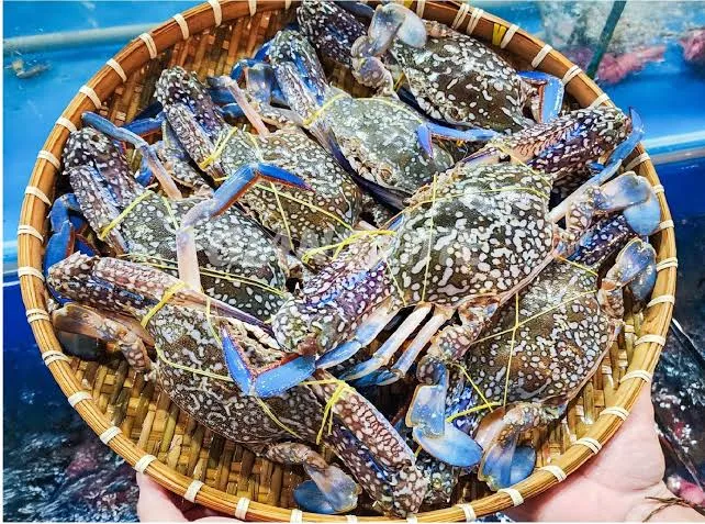 Xuất khẩu ghẹ Việt Nam tăng trưởng ấn tượng, thị trường Mỹ chiếm hơn 80% kim ngạch- Ảnh 1. Xuất khẩu ghẹ Việt Nam tăng trưởng ấn tượng, thị trường Mỹ chiếm hơn 80% kim ngạch- Ảnh 1.