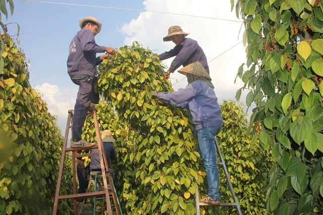 Bản tin n&ocirc;ng sản h&ocirc;m nay (23-6): Gi&aacute; c&agrave; ph&ecirc; tăng nhẹ- Ảnh 1.