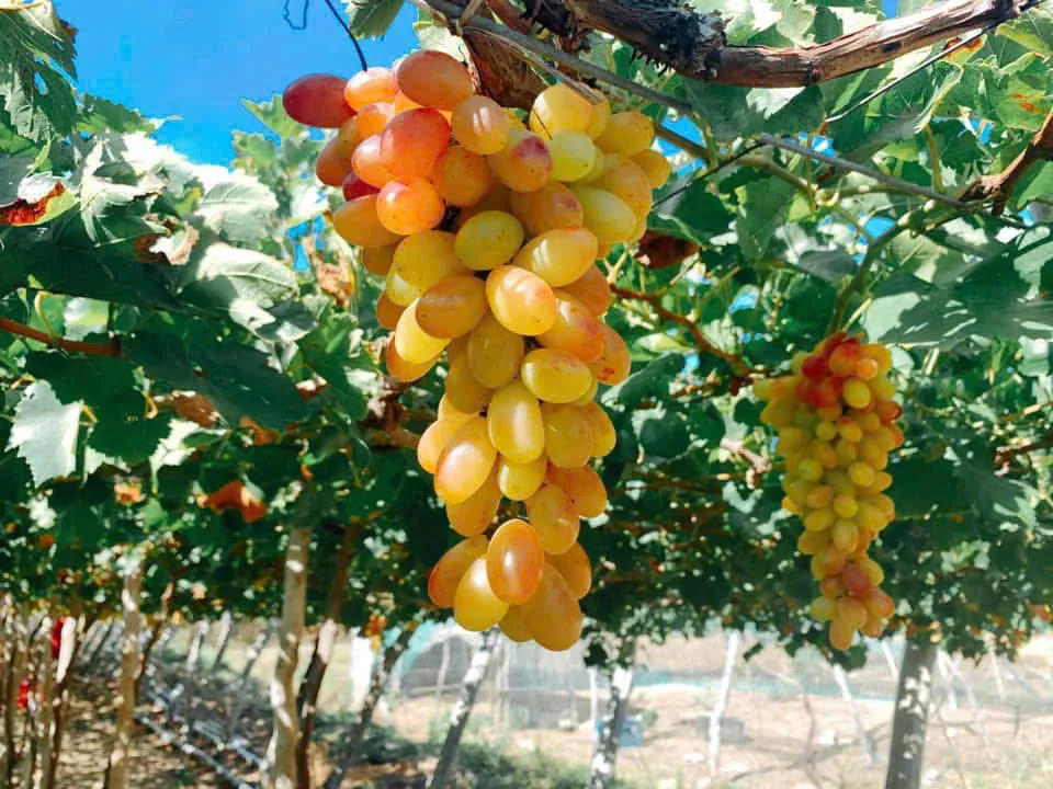 Kh&aacute;nh H&ograve;a tăng cường quản l&yacute; m&atilde; số v&ugrave;ng trồng, cơ sở đ&oacute;ng g&oacute;i n&ocirc;ng sản - Ảnh 2.