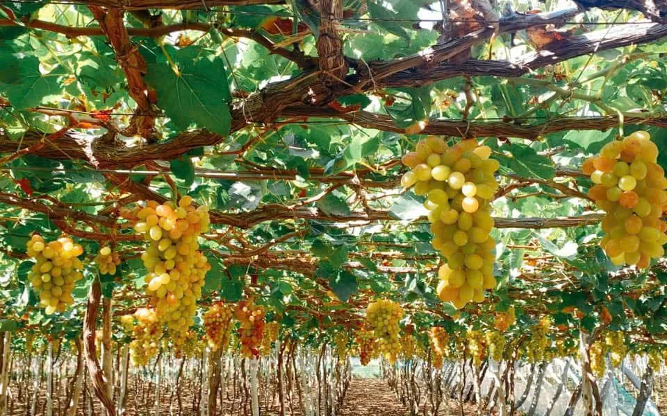 Khánh Hòa tăng cường quản lý mã số vùng trồng, cơ sở đóng gói nông sản. Ảnh: Đặng Hiếu