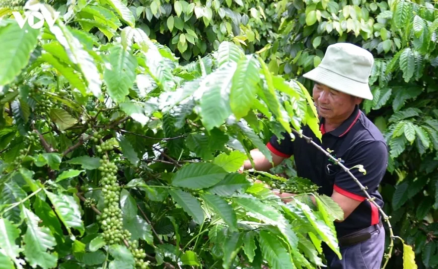 Bản tin n&ocirc;ng sản h&ocirc;m nay (25-6): Gi&aacute; c&agrave; ph&ecirc; trong nước tăng mạnh- Ảnh 1.