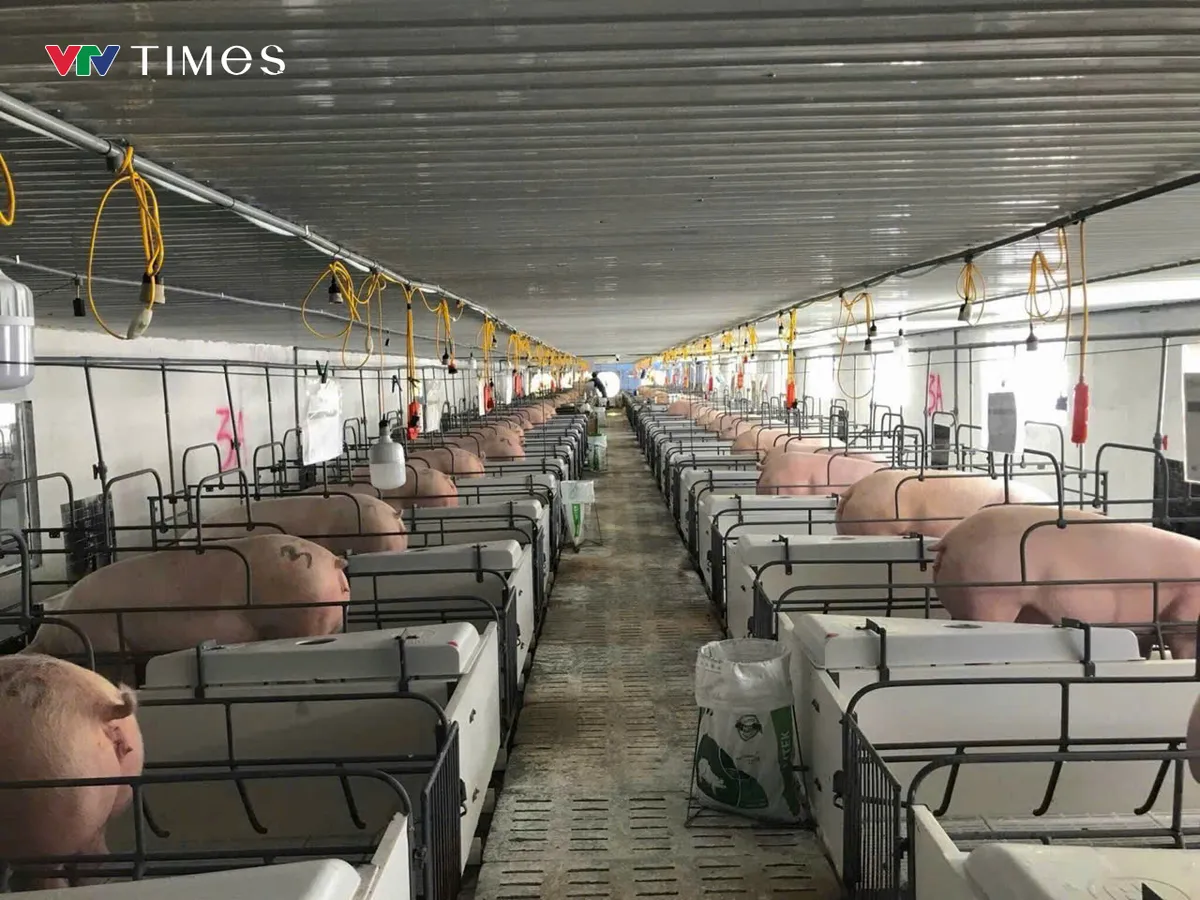 Chăn nuôi quy mô lớn: Động lực mới cho tăng trưởng kinh tế Lai Châu- Ảnh 4.