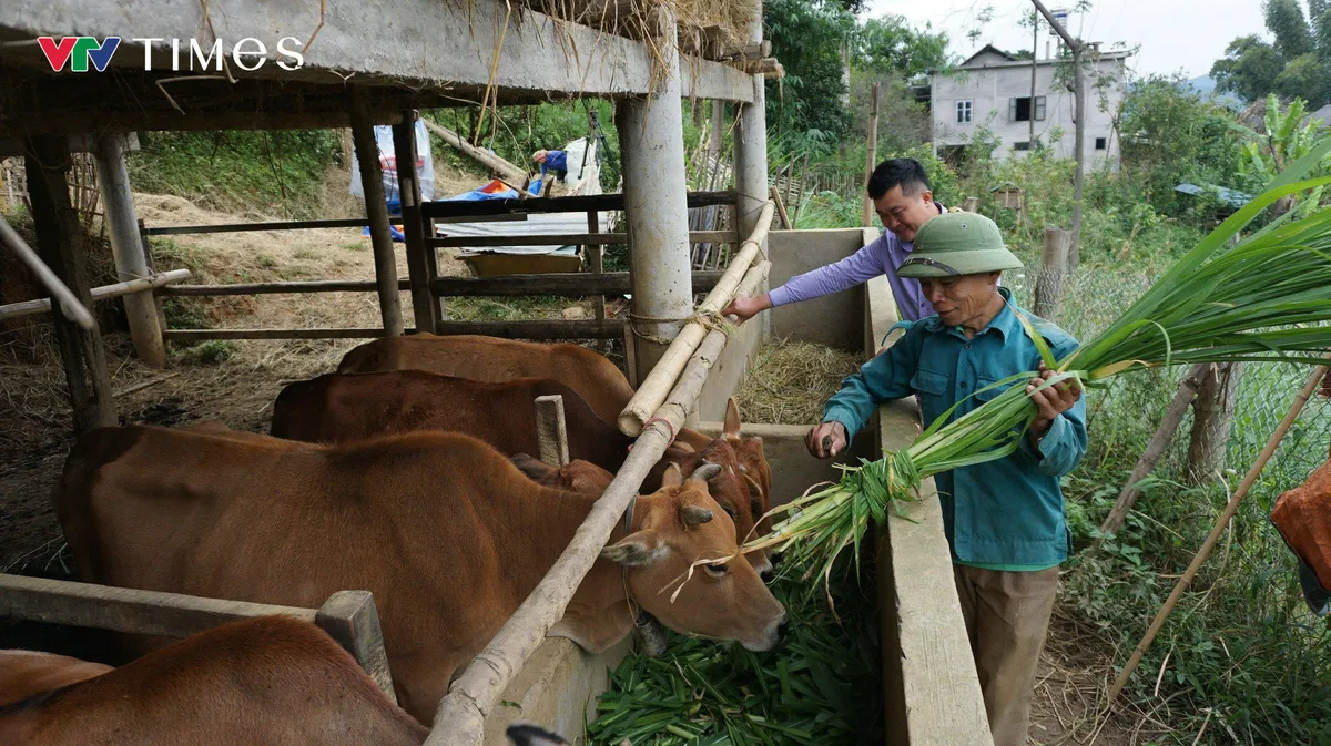 Chăn nuôi quy mô lớn: Động lực mới cho tăng trưởng kinh tế Lai Châu- Ảnh 5.