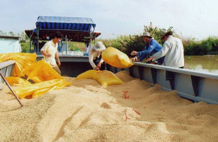 Xuất khẩu gạo nửa đầu năm 2026 đạt 2,36 tỷ USD, t&iacute;n hiệu phục hồi xuất hiện tr&ecirc;n thị trường quốc tế- Ảnh 1.