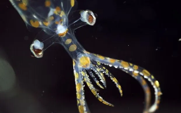 Mực thủy tinh non được thu thập ở độ sâu 779 m tại Nam Đại Tây Dương. (Ảnh: Schmidt Ocean Institute)