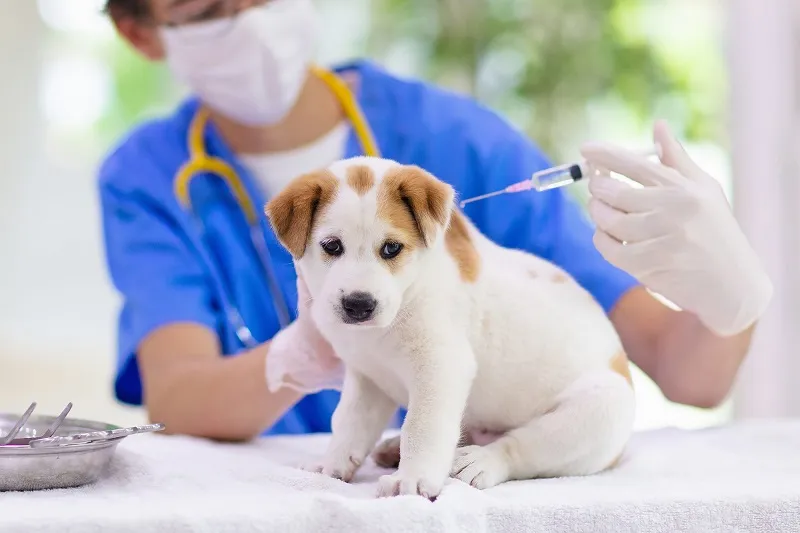Đã tiêm vắc xin phòng dại sau khi bị chó cắn, có cần tiêm thêm vắc xin cho chó không?- Ảnh 1. Đã tiêm vắc xin phòng dại sau khi bị chó cắn, có cần tiêm thêm vắc xin cho chó không?- Ảnh 1.