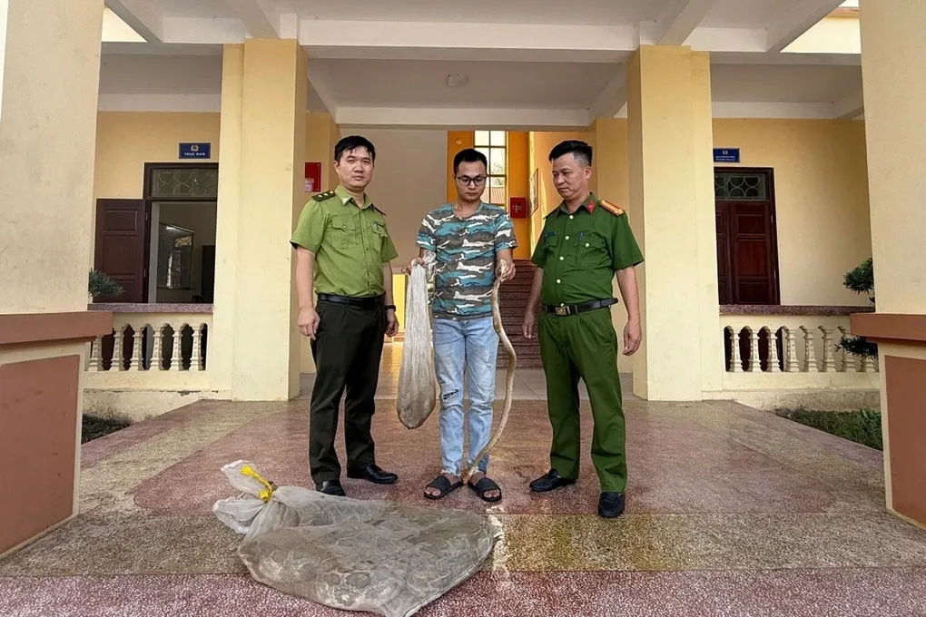 Kiểm tra nhà dân ở Ninh Bình, phát hiện 10 cá thể trăn và rắn hổ mang quý hiếm nuôi trái phép- Ảnh 1. Kiểm tra nhà dân ở Ninh Bình, phát hiện 10 cá thể trăn và rắn hổ mang quý hiếm nuôi trái phép- Ảnh 1.