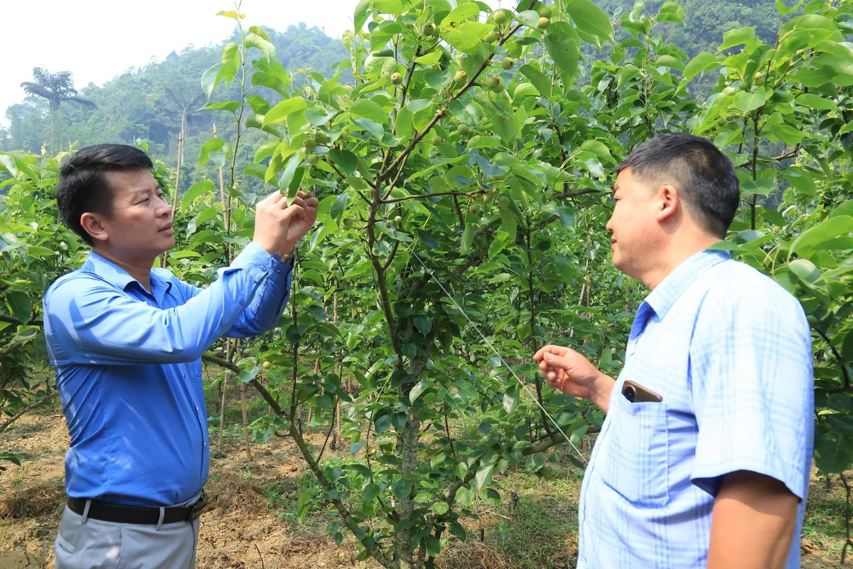 Chuyển đổi c&acirc;y trồng tr&ecirc;n v&ugrave;ng đất "kh&aacute;t" - Ảnh 3.