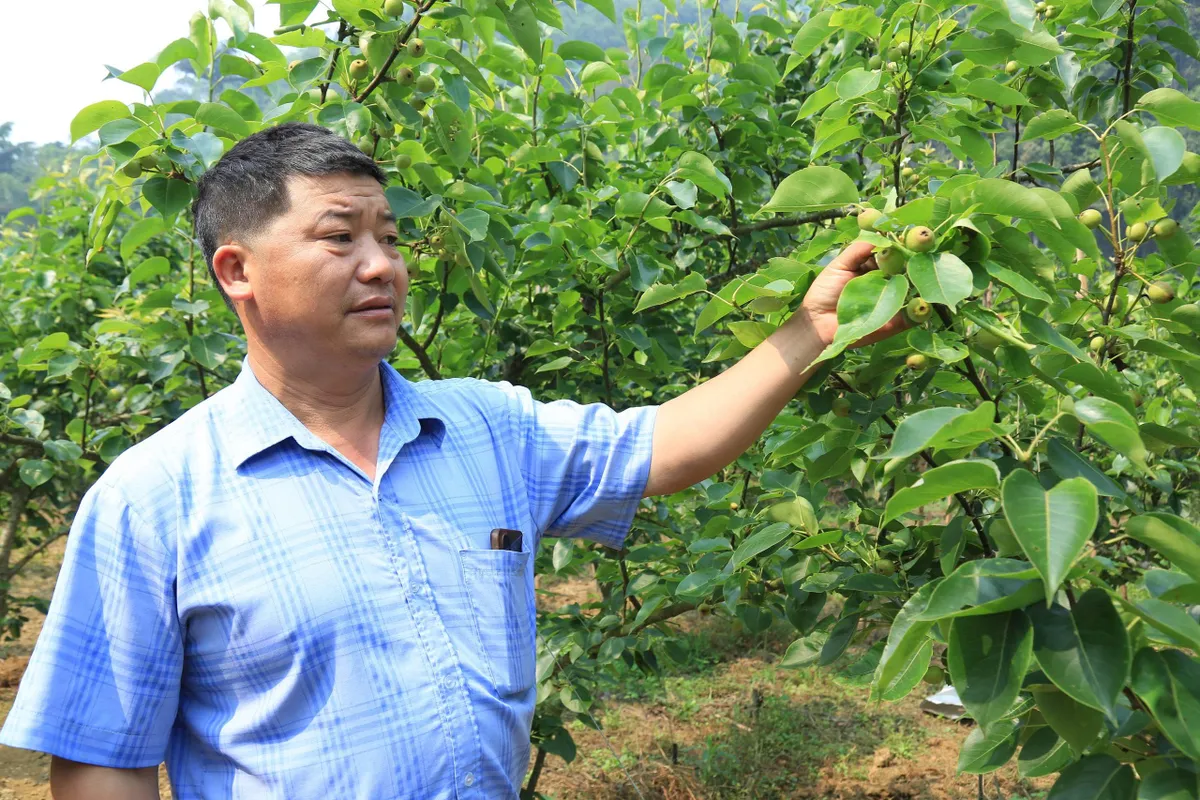 Chuyển đổi c&acirc;y trồng tr&ecirc;n v&ugrave;ng đất "kh&aacute;t" - Ảnh 2.