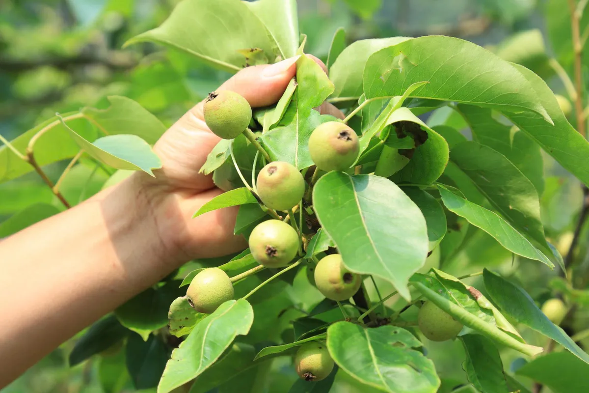 Chuyển đổi c&acirc;y trồng tr&ecirc;n v&ugrave;ng đất "kh&aacute;t" - Ảnh 1.