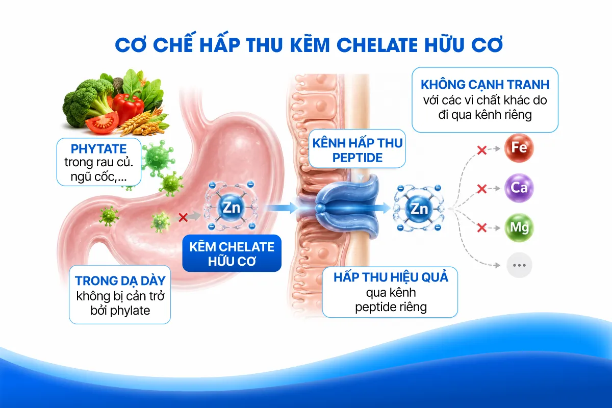 Kẽm hấp thu cao thế hệ mới từ Italy - Giải ph&aacute;p cho trẻ em Việt Nam thiếu kẽm- Ảnh 2.