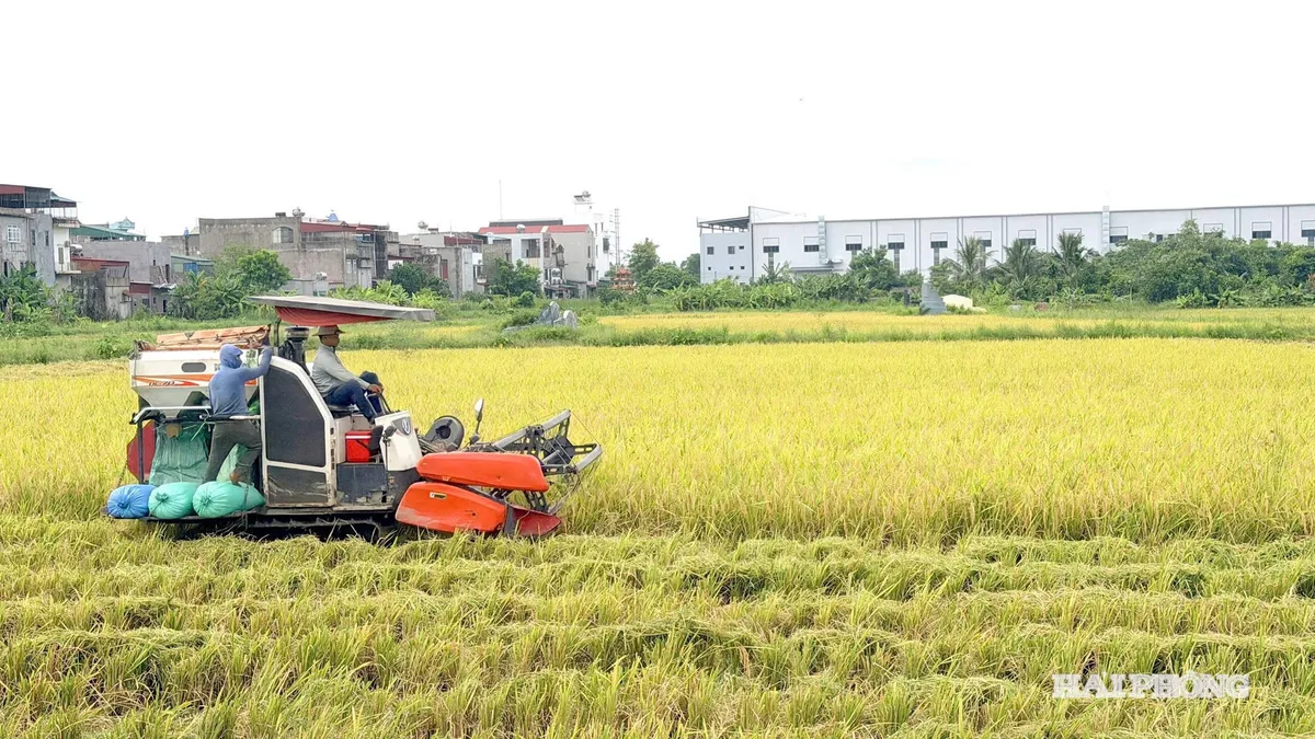 Hiệu quả từ những m&ocirc; h&igrave;nh sản xuất l&uacute;a mới ở Nam S&aacute;ch- Ảnh 1.