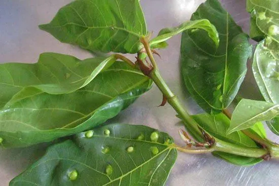 Ăn lá sung có tác dụng gì? Những lợi ích sức khỏe và lưu ý khi sử dụng- Ảnh 1. Ăn lá sung có tác dụng gì? Những lợi ích sức khỏe và lưu ý khi sử dụng- Ảnh 1.