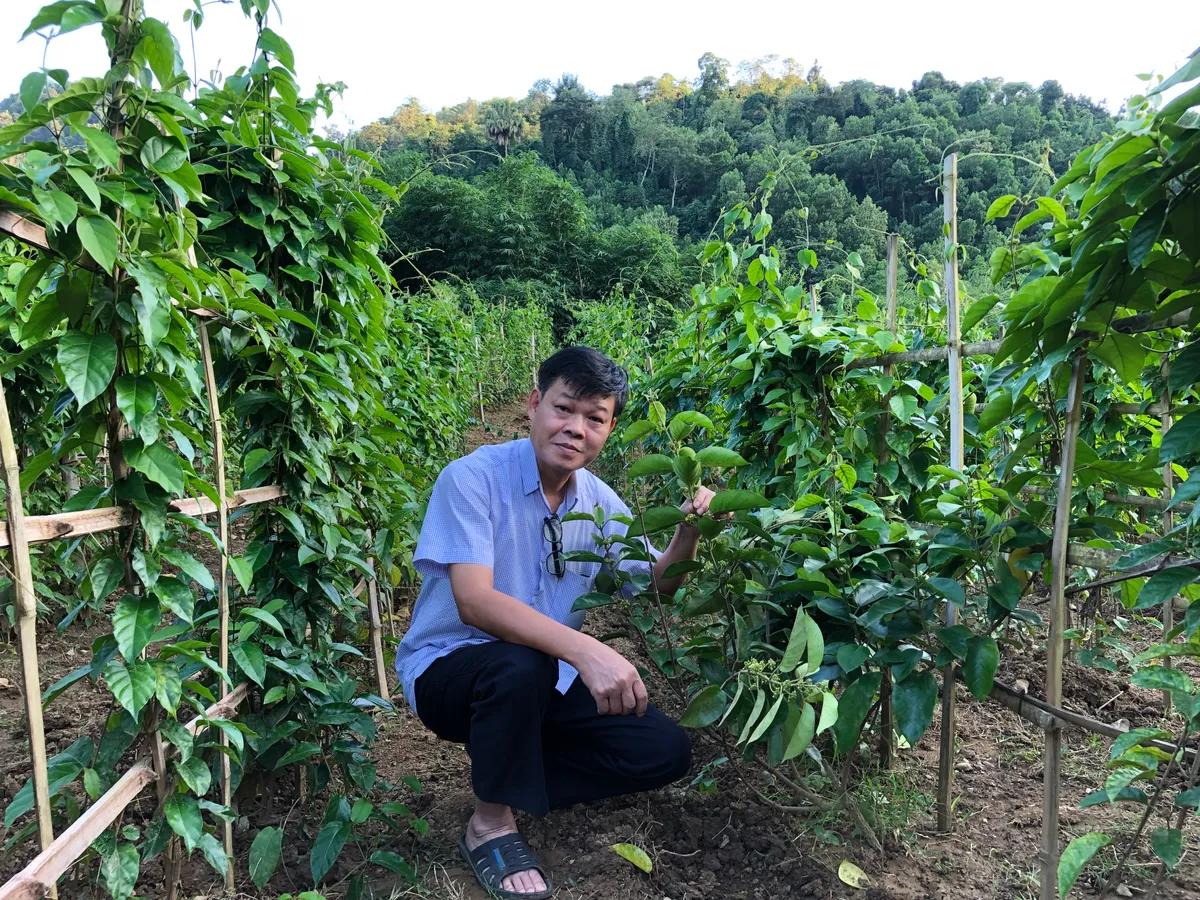 Từ &ldquo;v&agrave;ng xanh&rdquo; đến ng&agrave;nh kinh tế tỷ đ&ocirc;: B&agrave;i to&aacute;n n&acirc;ng tầm dược liệu Việt - Ảnh 2.
