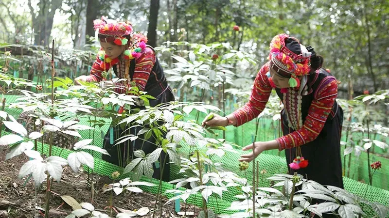 Từ &ldquo;v&agrave;ng xanh&rdquo; đến ng&agrave;nh kinh tế tỷ đ&ocirc;: B&agrave;i to&aacute;n n&acirc;ng tầm dược liệu Việt - Ảnh 5.