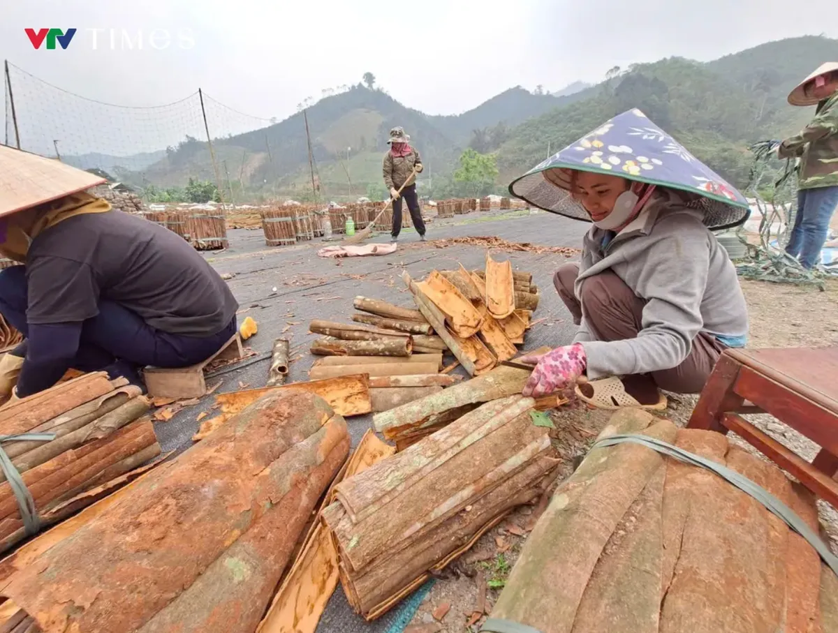 Từ &ldquo;v&agrave;ng xanh&rdquo; đến ng&agrave;nh kinh tế tỷ đ&ocirc;: B&agrave;i to&aacute;n n&acirc;ng tầm dược liệu Việt - Ảnh 4.