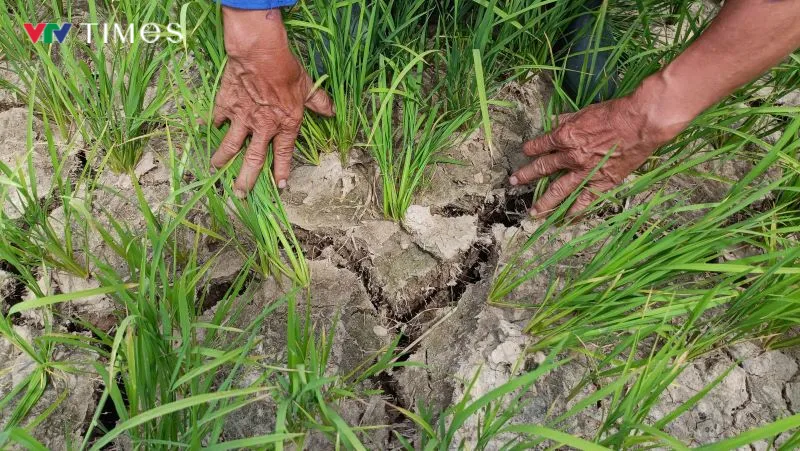 Căng m&igrave;nh chống hạn, v&eacute;t từng nguồn nước cứu vụ l&uacute;a h&egrave; thu - Ảnh 1.
