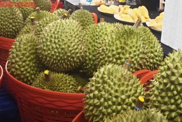 Giá sầu riêng lao dốc giữa vụ thu hoạch, nhà vườn đối mặt nhiều áp lực- Ảnh 1. Giá sầu riêng lao dốc giữa vụ thu hoạch, nhà vườn đối mặt nhiều áp lực- Ảnh 1.