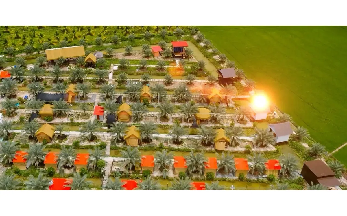 Vườn chà là 6.800m2 ở miền Tây mở cửa miễn phí, khách đến tự hái trái- Ảnh 1. Vườn chà là 6.800m2 ở miền Tây mở cửa miễn phí, khách đến tự hái trái- Ảnh 1.