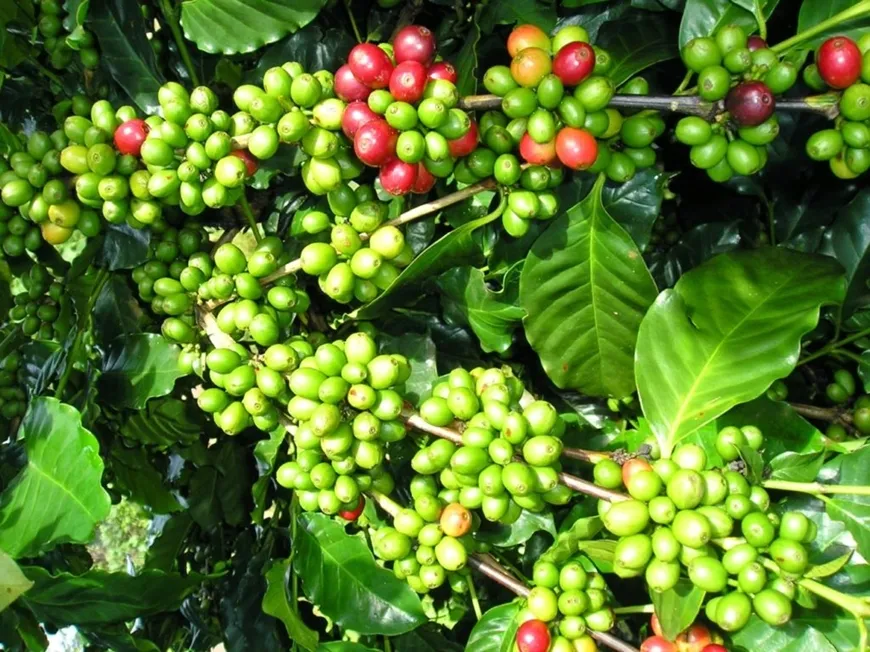 Bản tin n&ocirc;ng sản h&ocirc;m nay (4-7): Gi&aacute; c&agrave; ph&ecirc; tăng, hồ ti&ecirc;u ổn định
- Ảnh 1.