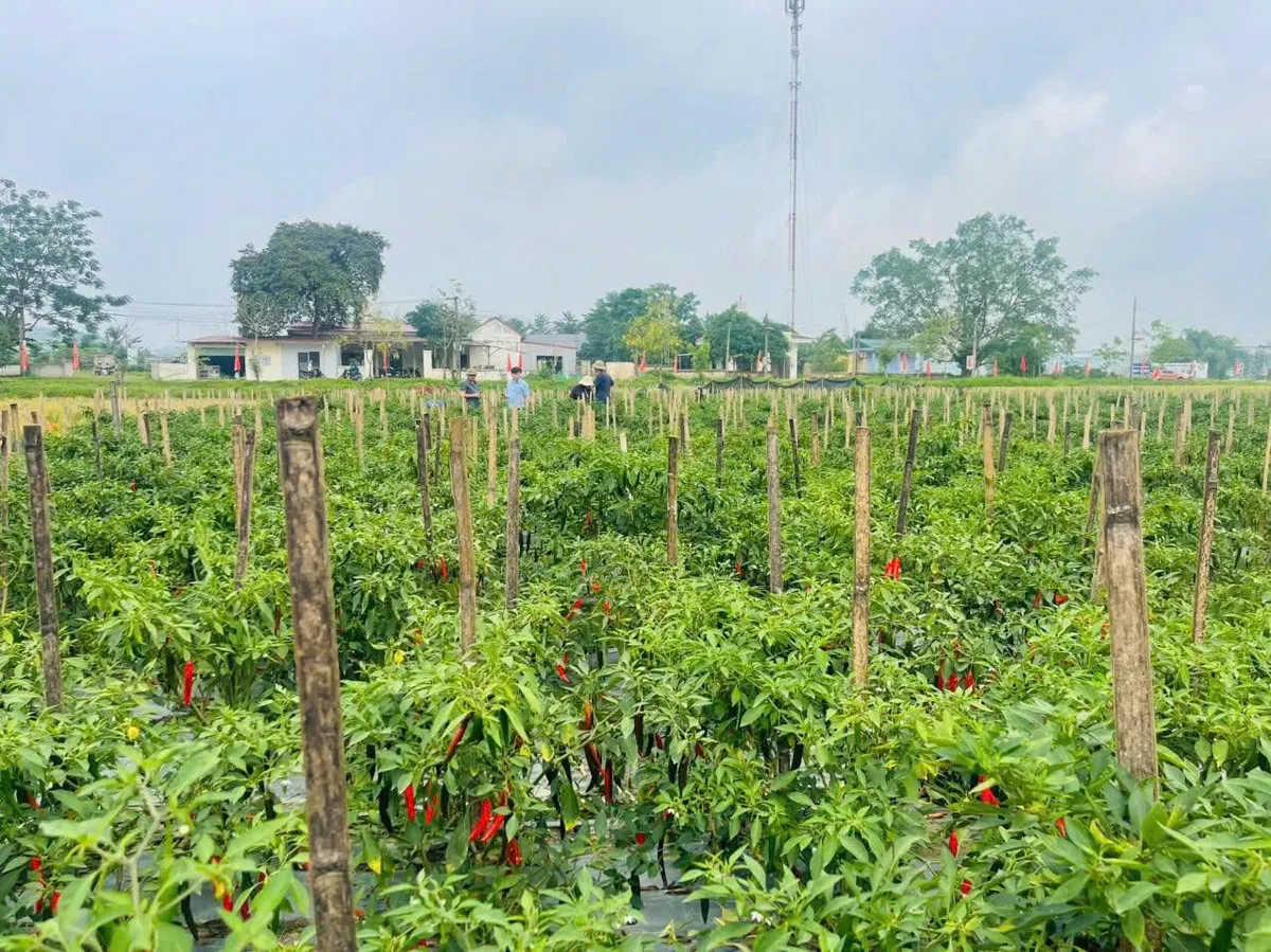 Sau một năm hoạt động chính quyền 2 cấp: Phú Thọ chuyển từ quản lý sang quản trị phục vụ - Ảnh 1.