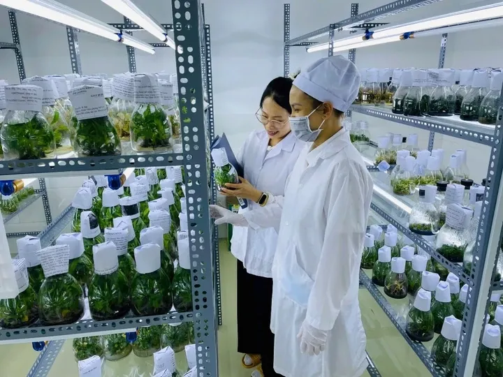 L&acirc;m Đồng đẩy mạnh c&ocirc;ng nghệ cao trong ph&aacute;t triển n&ocirc;ng sản  - Ảnh 2.