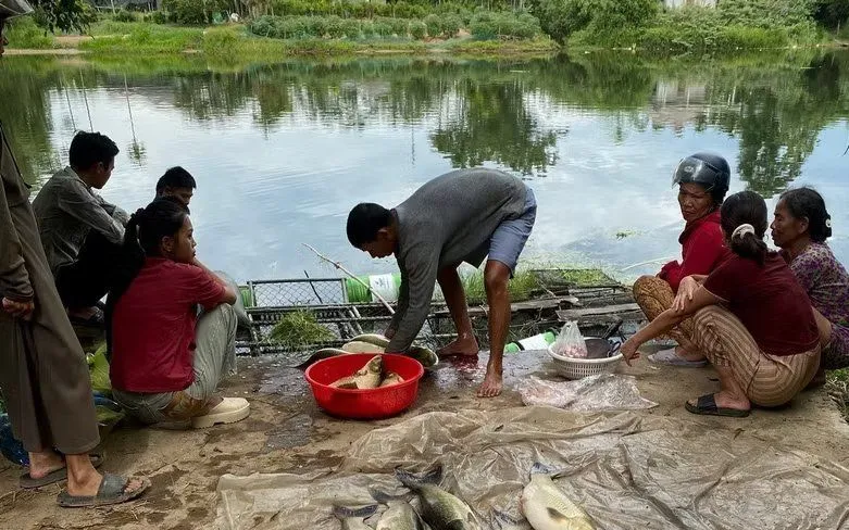 Người dân vớt cá lồng bị chết. (Ảnh: TTXVN phát)