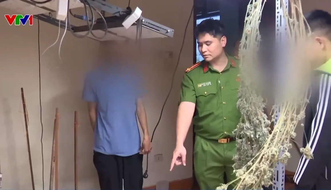 Triệt phá đường dây trồng cần sa tại nhà ngay giữa Thủ đô - Ảnh 1.
