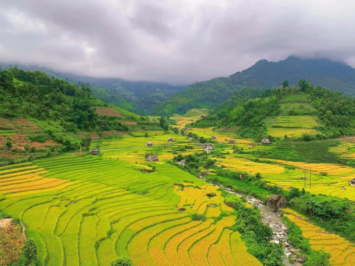 Cho&aacute;ng ngợp m&ugrave;a l&uacute;a ch&iacute;n Đồng Ph&uacute;c, nơi những bậc thang v&agrave;ng vươn tới m&acirc;y trời- Ảnh 1.