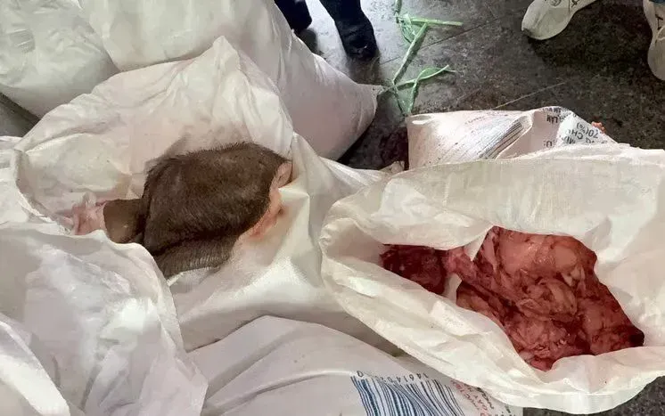 Phát hiện hơn 2 tấn mỡ, da động vật không rõ nguồn gốc tại cơ sở chế biến thực phẩm ở Gia Lai- Ảnh 1. Phát hiện hơn 2 tấn mỡ, da động vật không rõ nguồn gốc tại cơ sở chế biến thực phẩm ở Gia Lai- Ảnh 1.