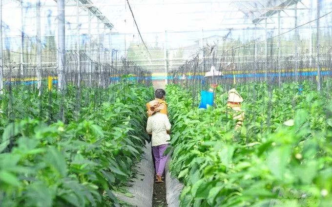 Tỉnh Lâm Đồng đẩy mạnh các mô hình nông nghiệp ứng dụng công nghệ cao, nông nghiệp hữu cơ để nâng cao giá trị sản xuất (ảnh: Minh Hậu).