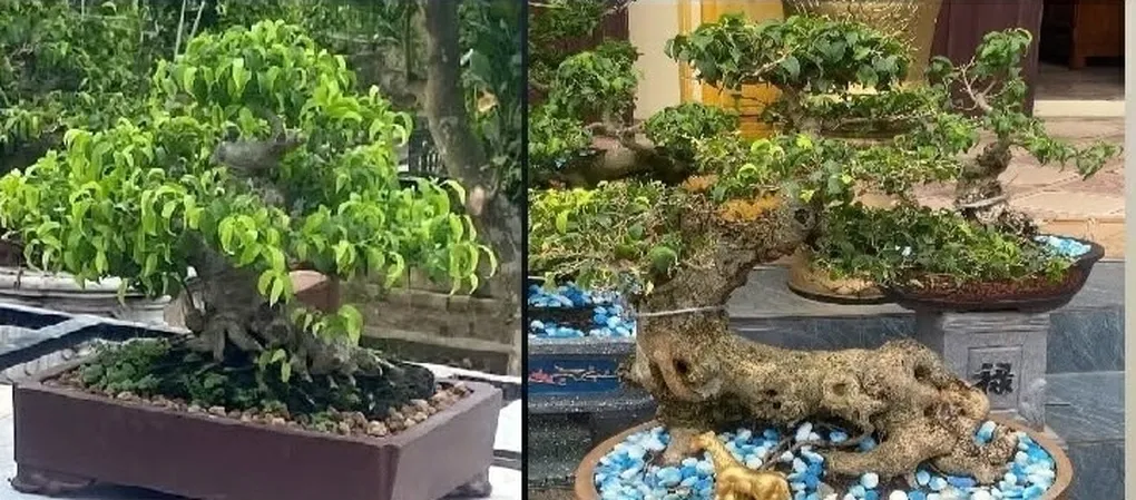 L&agrave;m r&otilde; vụ trộm hai c&acirc;y cảnh trị gi&aacute; 45 triệu đồng trước thềm triển l&atilde;m- Ảnh 1.