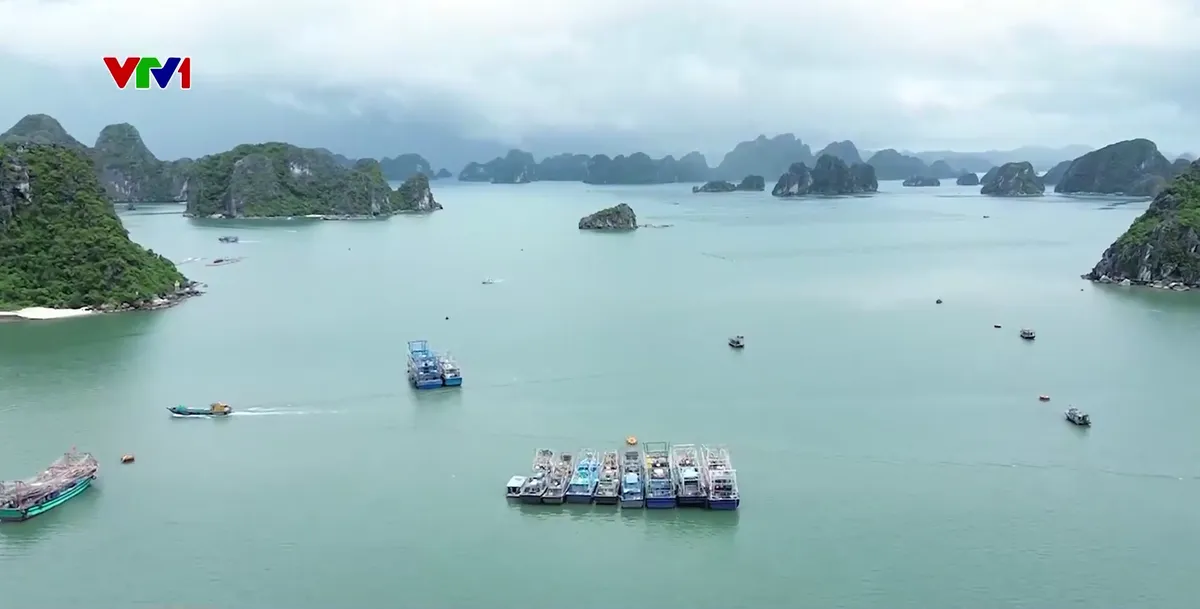 Số hóa góp phần nâng cao hiệu quả quản lý tàu cá - Ảnh 1.