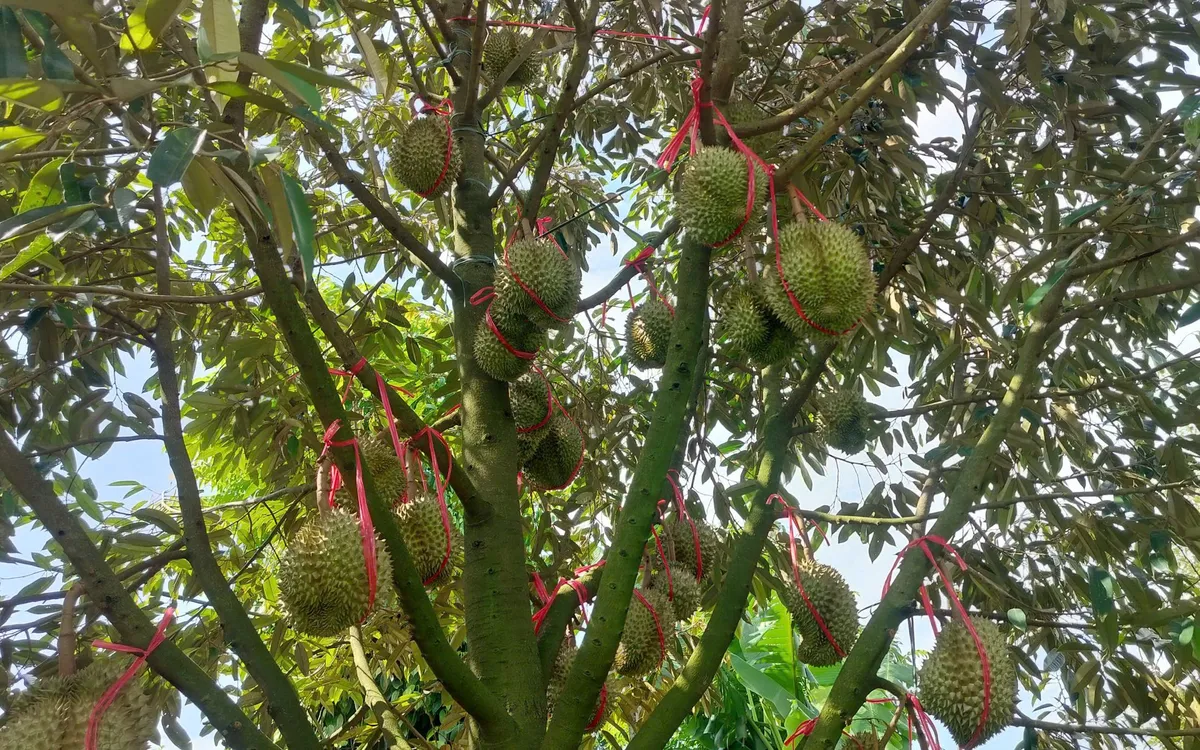 Giám sát chặt chẽ việc sử dụng thuốc bảo vệ thực vật ngay từ vùng nguyên liệu.