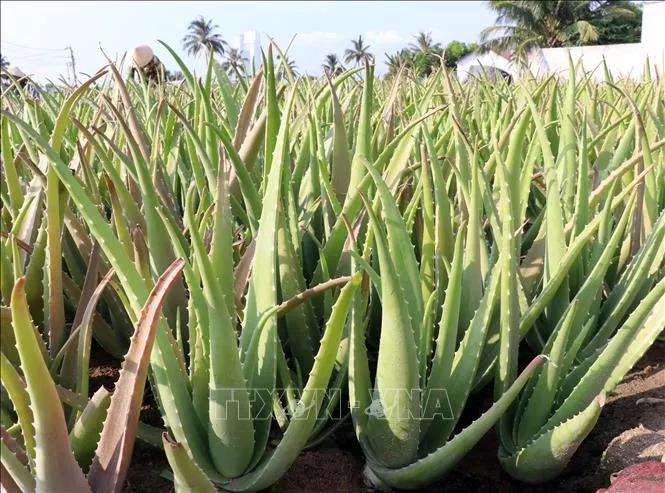 Từ cây trồng vùng hạn đến sản phẩm vươn ra thế giới
- Ảnh 1.