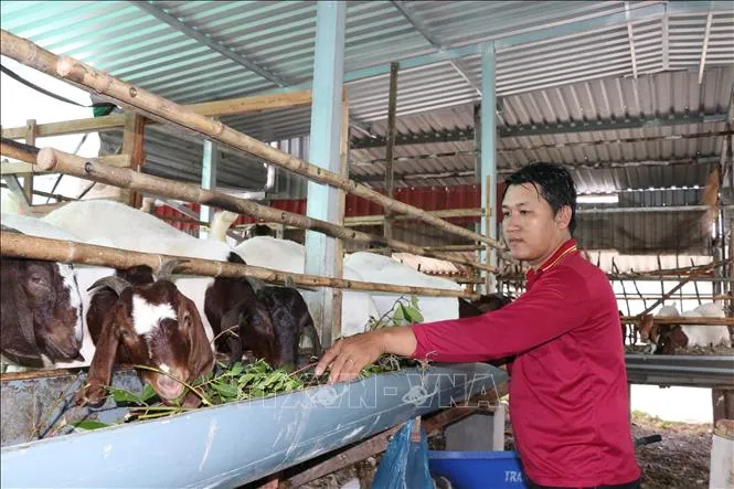 Hướng đi mới trong tái cơ cấu chăn nuôi ở Vĩnh Long
- Ảnh 1.