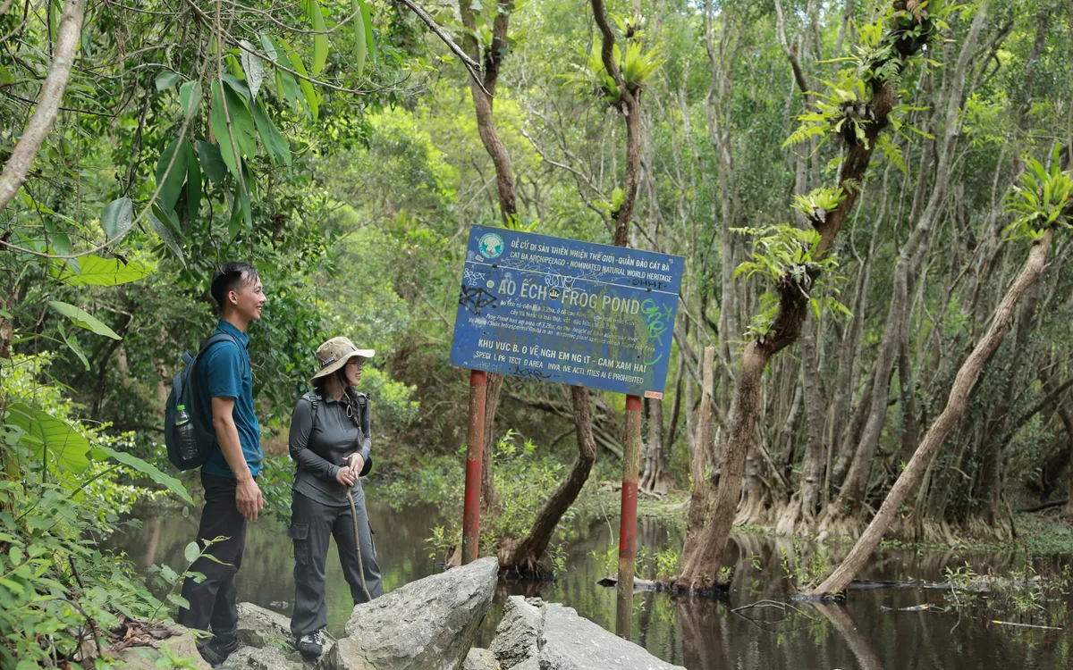 Ao Ếch có hàng ngàn cá thể ếch sinh sống, nằm giữa tuyến đường bộ xuyên rừng đến làng Việt Hải. 