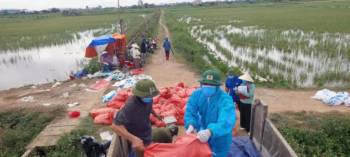 Nghệ An: Thành lập tổ phản ứng nhanh, thu gom gia cầm nhiễm H5N1 - Ảnh 2.