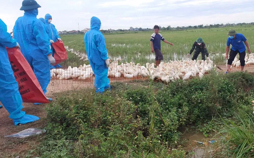Xã Hùng Châu đang triển khai đồng bộ nhiều biện pháp nhằm khống chế các ổ dịch cúm gia cầm trên địa bàn. Ảnh: Xã Hùng Châu.